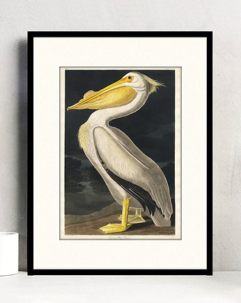 Pelikan biały / grafika vintage, Szpeje