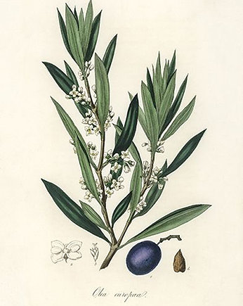 Oliwka-plakat-rycina-40x30-cm, Galeria LueLue