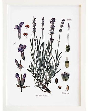 LAWENDA Obraz w ramce A3, ilustracja botaniczna, botanika