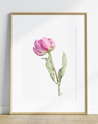Piwonia, grafika, akwarela, Urszula Steczkiewicz