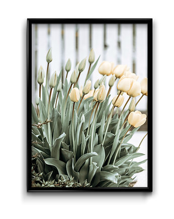 Plakat Wiosenne Tulipany, Bury Lis