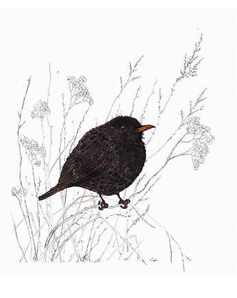 Kos zimowy - ilustracja- grafika- ptaki polskie, OSOBY - Prezent dla ukochanej