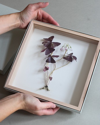 Papierowy szczawik, mały format, Bibula Blooms