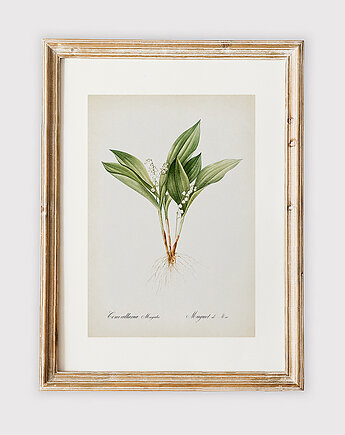 Plakat z botaniczną ilustracją LILY OF THE VALLEY, muybien