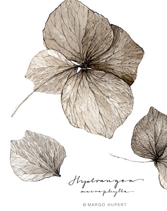 Kwiat hortensji / Fine Art print, Margo Hupert