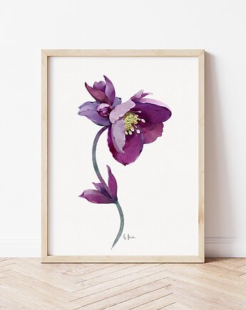 Ciemiernik, grafika, akwarela, Urszula Steczkiewicz