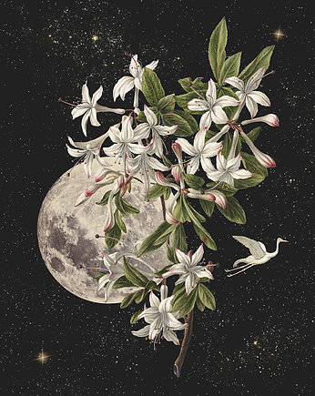 Plakat Moon flower, OKAZJE - Prezent na 40 urodziny