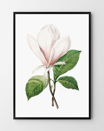 Plakat Biała magnolia, HOG STUDIO
