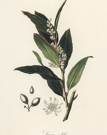Lisc-laurowy-plakat-rycina, Galeria LueLue