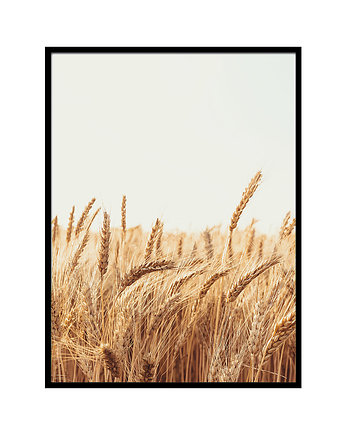 Plakat - Zboże, lemonducky