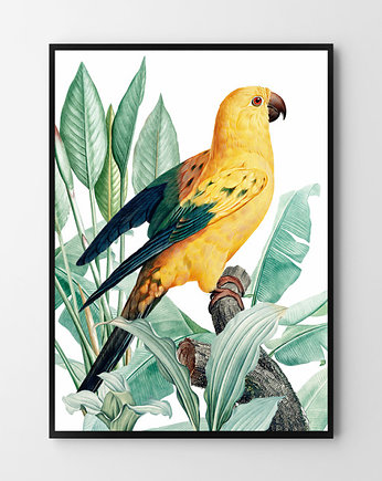 Plakat Żółta papuga, HOG STUDIO