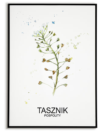 Plakat  GRAFIKA TASZNIK POSPOLITY warzywa ZIOŁA, Bajkowe Obrazki
