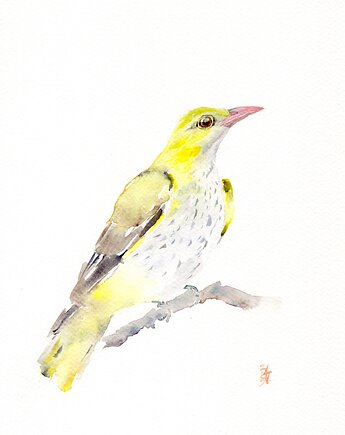 Oryginalna akwarela. Wilga, alquadro