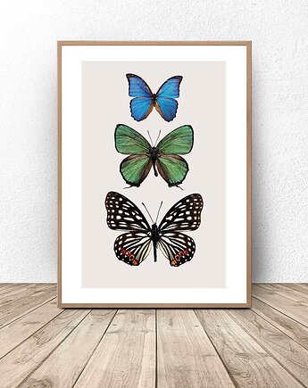 Plakat na ścianę "Trzy kolorowe motyle" 50x70 (500mm x 700mm), scandiposter
