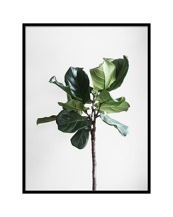 Plakat - Ficus 30x40, lemonducky