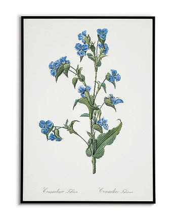 Commelina tuberosa - Plakat botaniczny - Retro, Bajkowe Obrazki