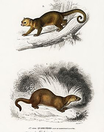 Kinkazu-i-wydra-plakat-rycina, Galeria LueLue