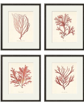Zestaw 4 grafik  różowy koralowiec reprodukcja morskie, Victorian wall art