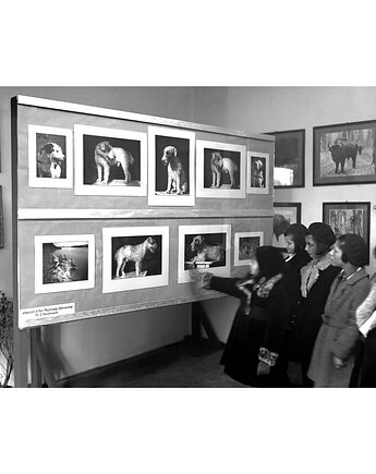 Kartka Premium - Vintage Kraków, Wystawa "Zwierzę w fotografii", Galeria LueLue