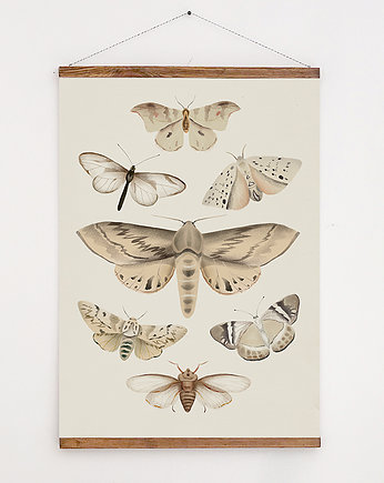 Owady | 50x70 , Anita Tomala