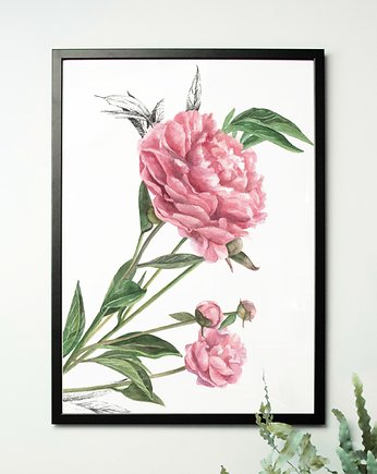 Piwonie 50x70 - grafika botaniczna, beata sketches