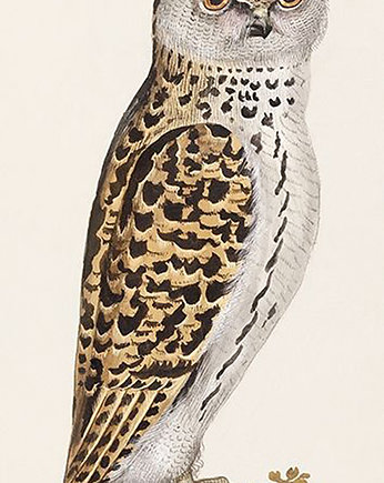 Sowa-ii-vintage-ilustracja, Galeria LueLue