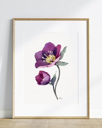 Ciemiernik, grafika, akwarela, Urszula Steczkiewicz