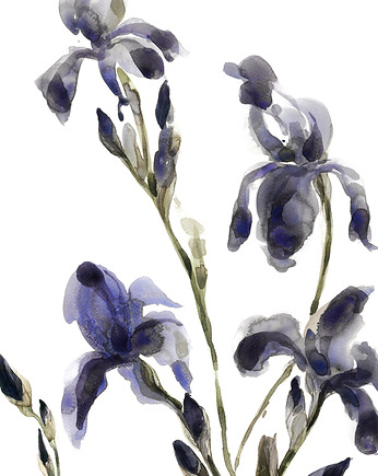 Irysy Fine Art Print, Margo Hupert