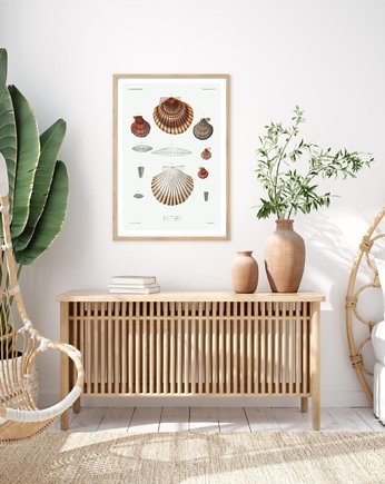 PLAKAT muszle, vintage, ilustracja, plansza, black dot studio