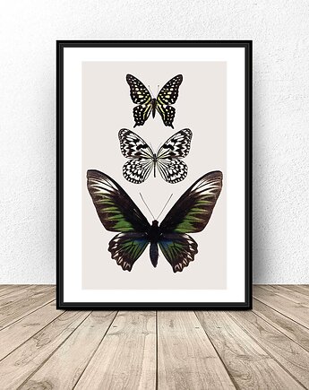 Kolorowy plakat na ścianę z motylami 50x70 (500mm x 700mm), scandiposter