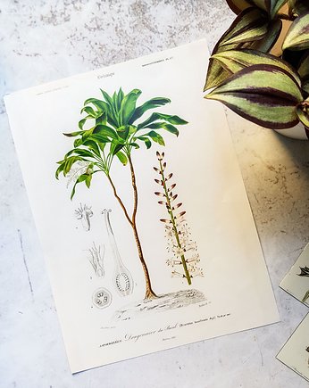 Plakat, Rycina Vintage -  Roślina, Dracena, Galeria LueLue