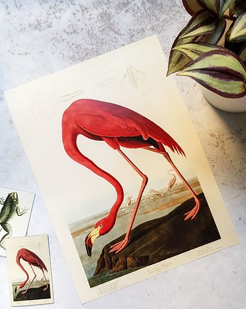 Plakat, Rycina Vintage -  Flaming, Galeria LueLue