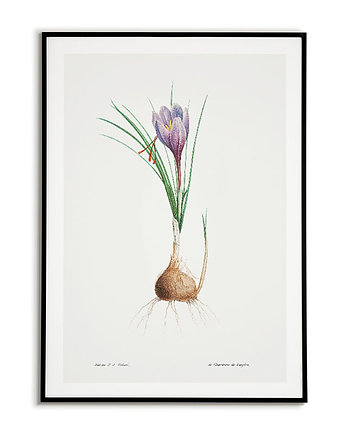 Plakat botaniczny Grafika Niebieski Irys, Bajkowe Obrazki