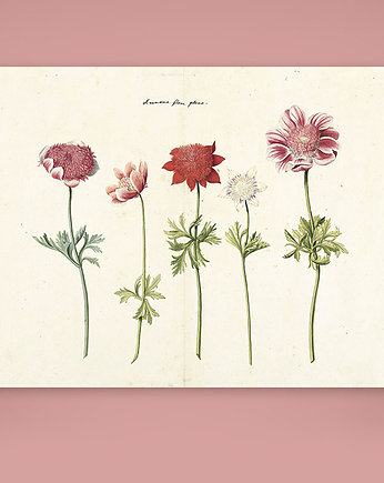 Plakat botaniczny z kwiatami Retro vintage, Bajkowe Obrazki