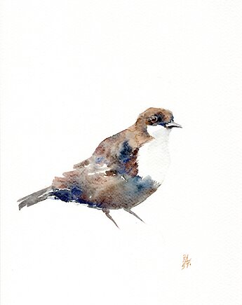 Oryginalna akwarela. Pluszcz, alquadro