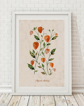 Plakat MIECHUNKA ROZDĘTA (PHYSALIS ALKEKENGI) A3, Anita Tomala