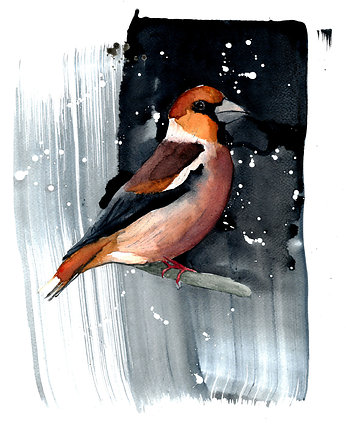 Plakat Grubodziób, Warsaw Birds