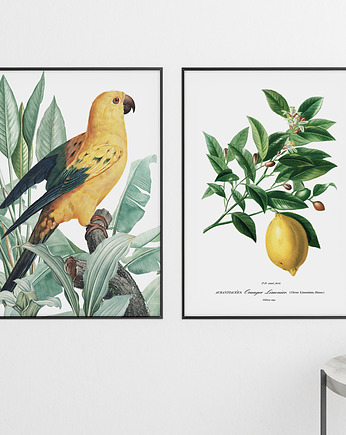 Zestaw plakatów - żółta papuga i cytryna, HOG STUDIO