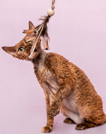 Wędka WILD CAT z chwostem ONLY BIRD, THE MISS CAT