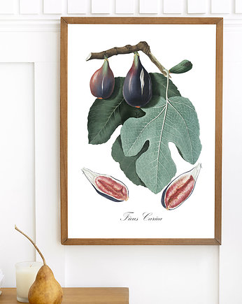 Plakat - botaniczna ilustracja FIGOWIEC, OKAZJE - Prezent na Rocznice związku