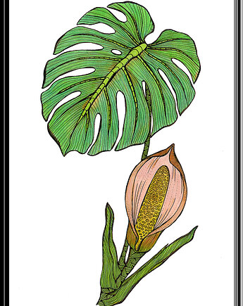 90. Monstera - rysunek, plakat., kama4you