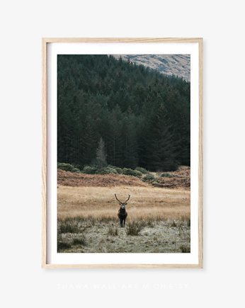 PLAKAT JELEŃ z jeleniem renifer las, black dot studio
