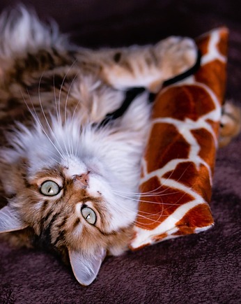 Zabawka dla kota kopacz ze sznureczkami i kocimiętką  ŻYRAFA  JASNA, THE MISS CAT