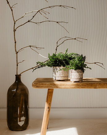 Doniczka z roślinami stabilizowanymi mech - bonsai duży, VividezVerde