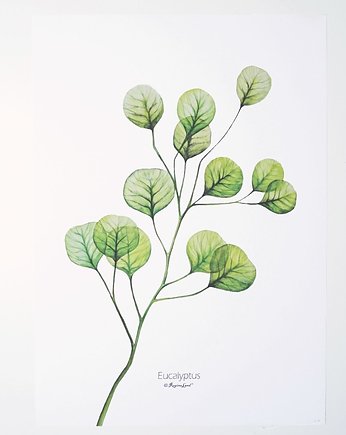 Eukalyptus, OKAZJE - Prezent na 40 urodziny