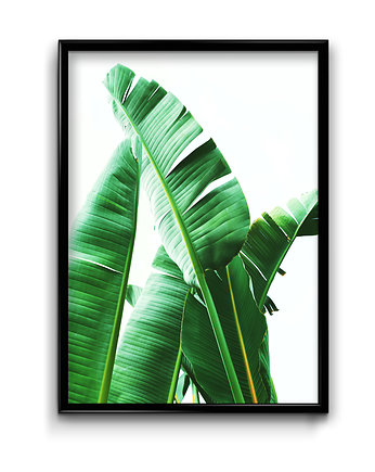 Plakat Liście Bananowca, Bury Lis