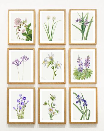 PLAKATY  botaniczne grafiki vintage kwiaty, black dot studio