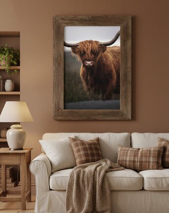 PLAKAT szkocka krowa  HIGHLANDS Szkocja, black dot studio