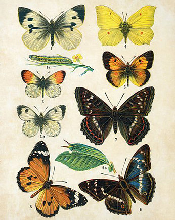 Plakat motyle-rycina-z-ksiazki-ii, Galeria LueLue