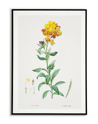 Plakat botaniczny GRAFIKA KWIAT lak Vintage, Bajkowe Obrazki